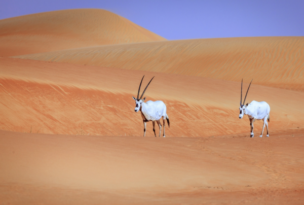 Sossusvlei - Wildlife